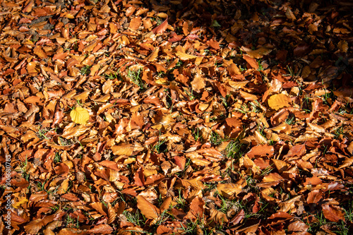 Herbstmotiv mit Herbstlaub auf dem Rasen