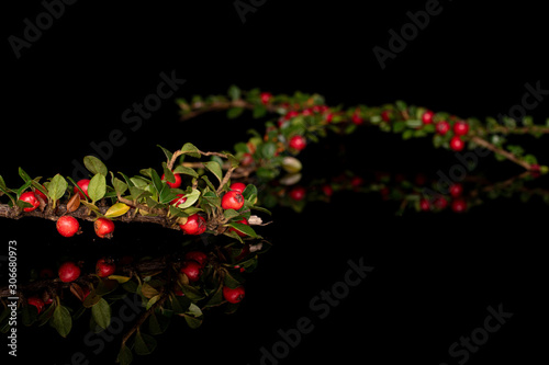Lot of whole wild red rowanberry branch isolated on black glass