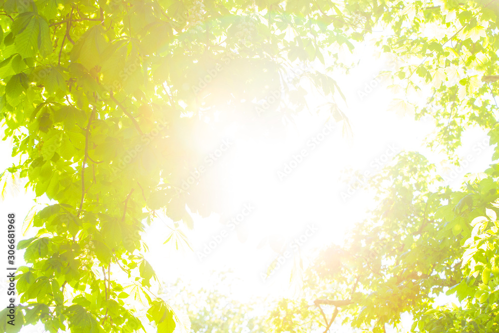 Sonne Gegenlicht Sonne Gegenlicht