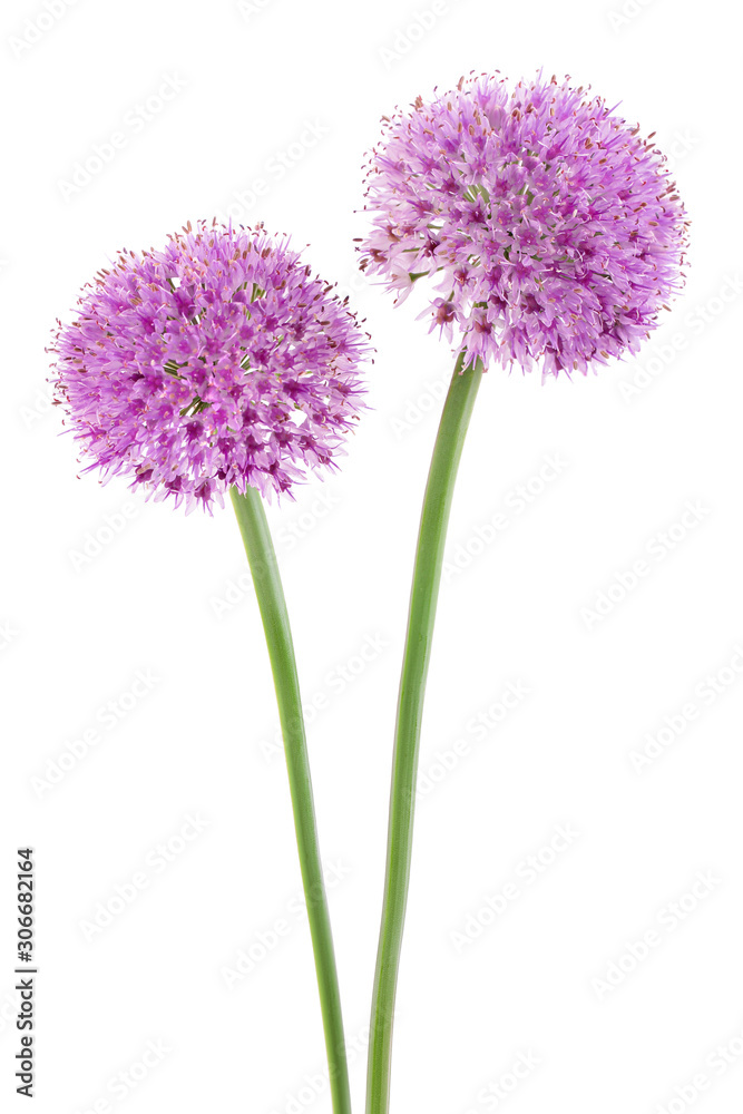 the flower of wild garlic isolated on white background. the flower of wild garlic isolated on white background.