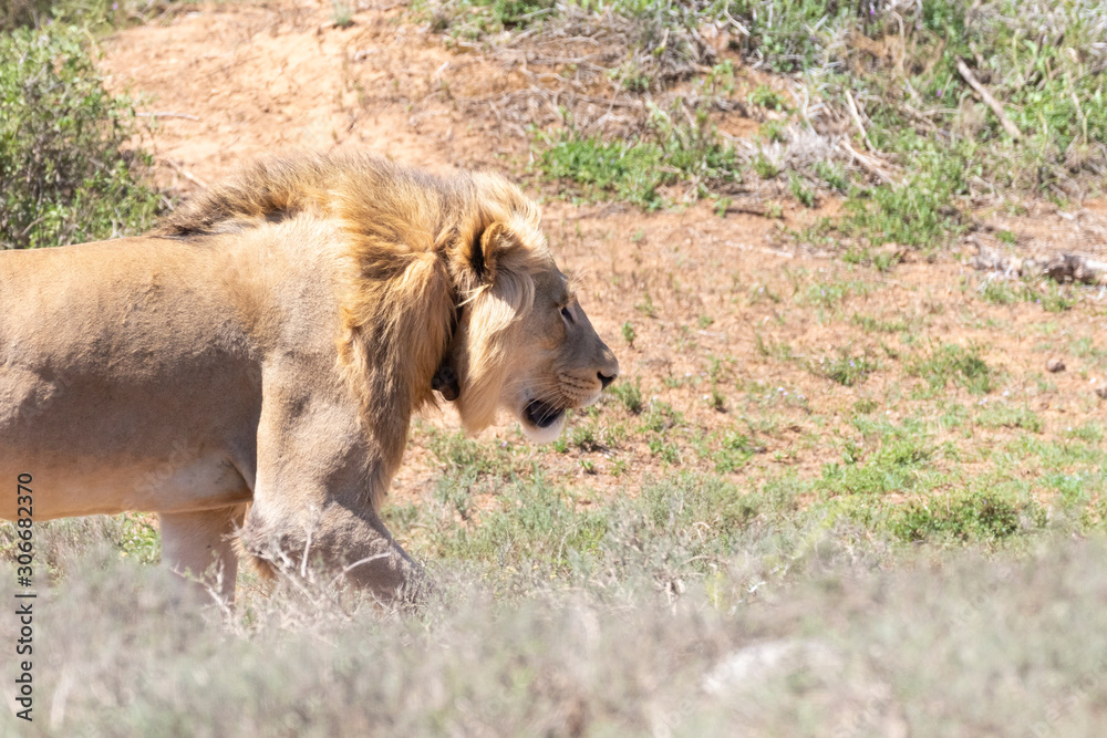 Obraz premium Young male lion, Panthera leo, hunting in Addo Elephant National Park, Eastern Cape, South Africa