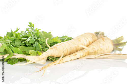 Group of two whole hamburg white parsley root with straw rope isolated on white background