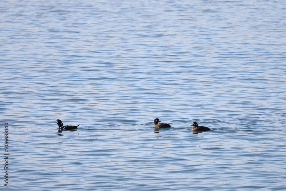 Harlequin ducks (Histrionicus histrionicus) swimming on the sea surface. Two ducks follow the drake. Group of wild ducks in natural habitat. Harlequin ducks (Histrionicus histrionicus) swimming on the sea surface. Two ducks follow the drake. Group of wild ducks in natural habitat.