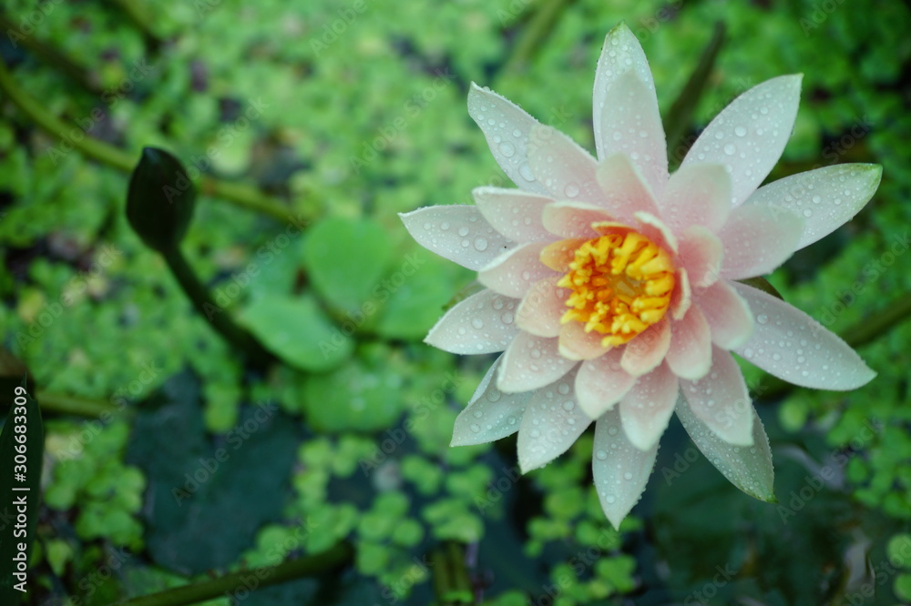 lotus in the pond