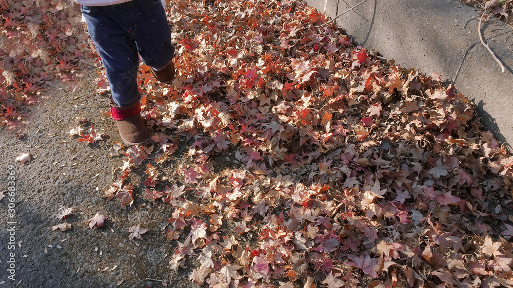 Fototapeta premium 落ち葉の上を無邪気に遊ぶ女の子