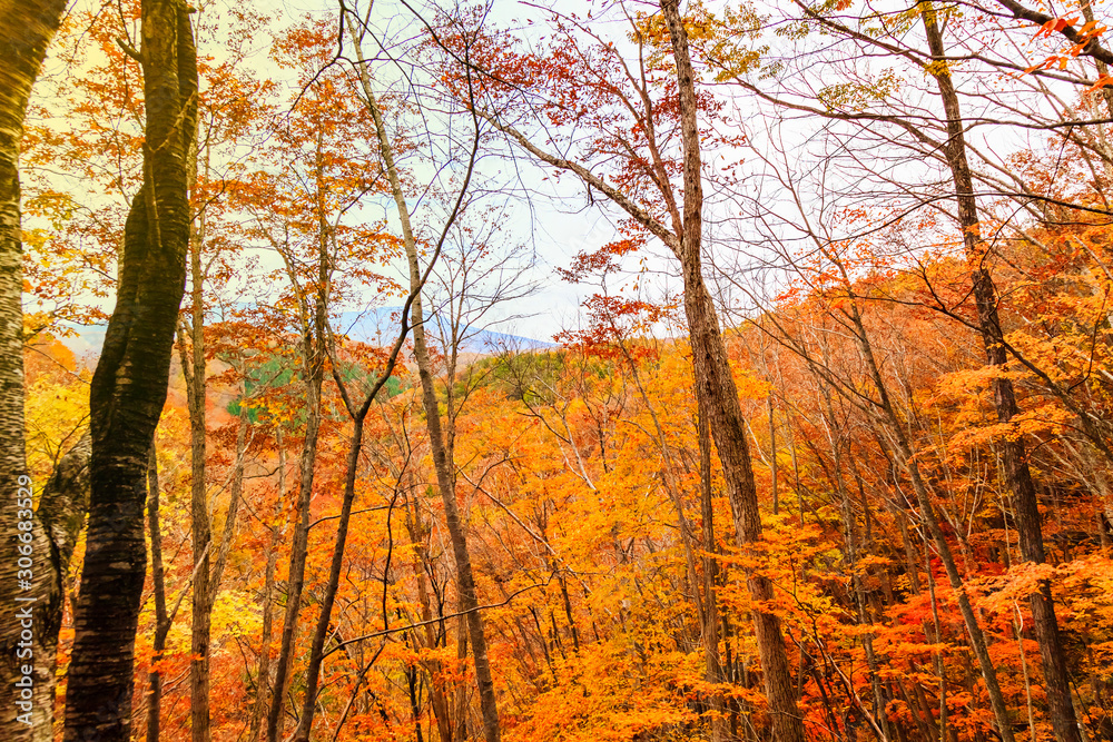 Colorful autumn landscape in urabandai mountain, Fukushima, Japan. Colorful autumn landscape in urabandai mountain, Fukushima, Japan.