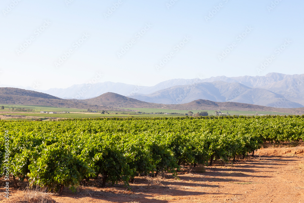 Vineyards in the Breede River Valley near McGregor, Western Cape Winelands, South Africa with a view to the Langeberg Mountains