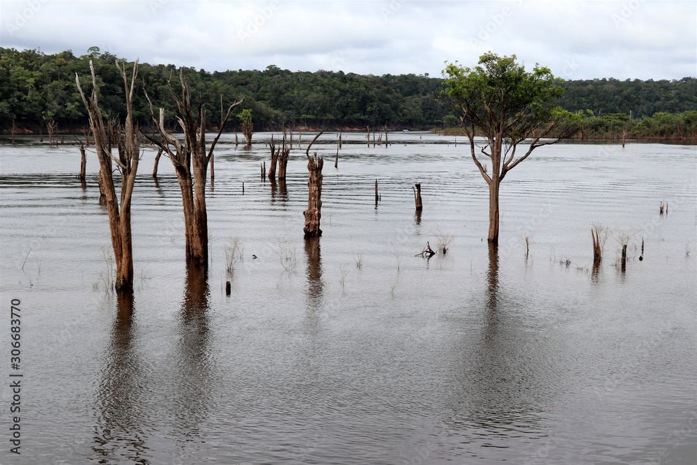 beautiful reflection of trees in the river - Rio Negro, Amazon, Brazil, South America beautiful reflection of trees in the river - Rio Negro, Amazon, Brazil, South America