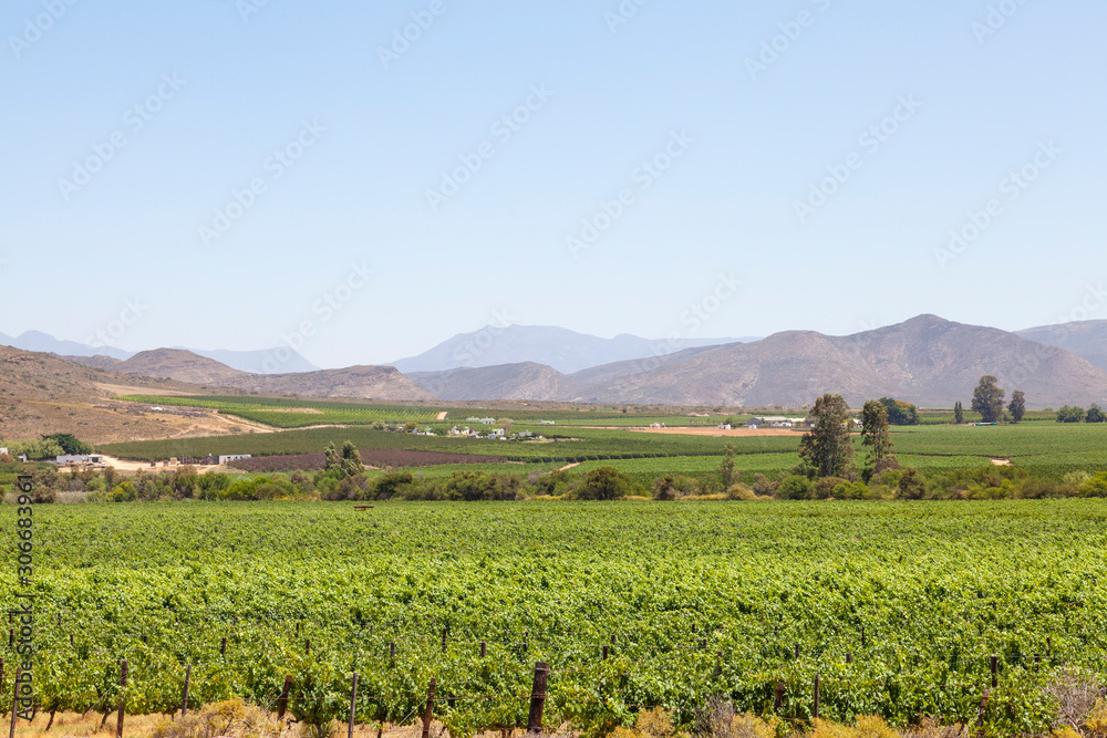 Vineyards in Breede River Valley at McGregor with Riviersonderend Mountains, Western Cape Winelands, South Africa