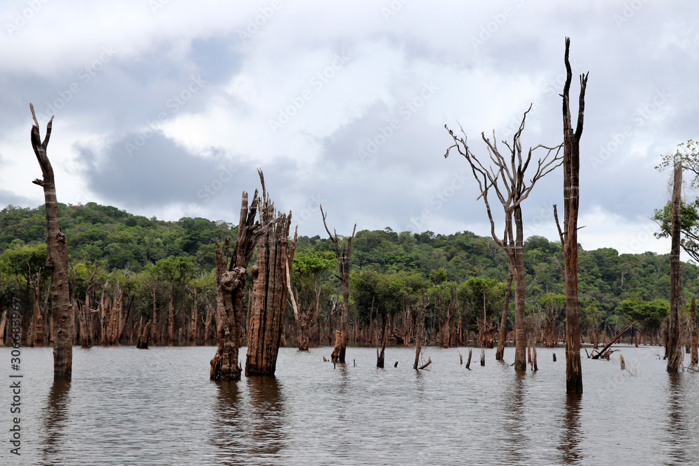 beautiful reflection of trees in the river - Rio Negro, Amazon, Brazil, South America