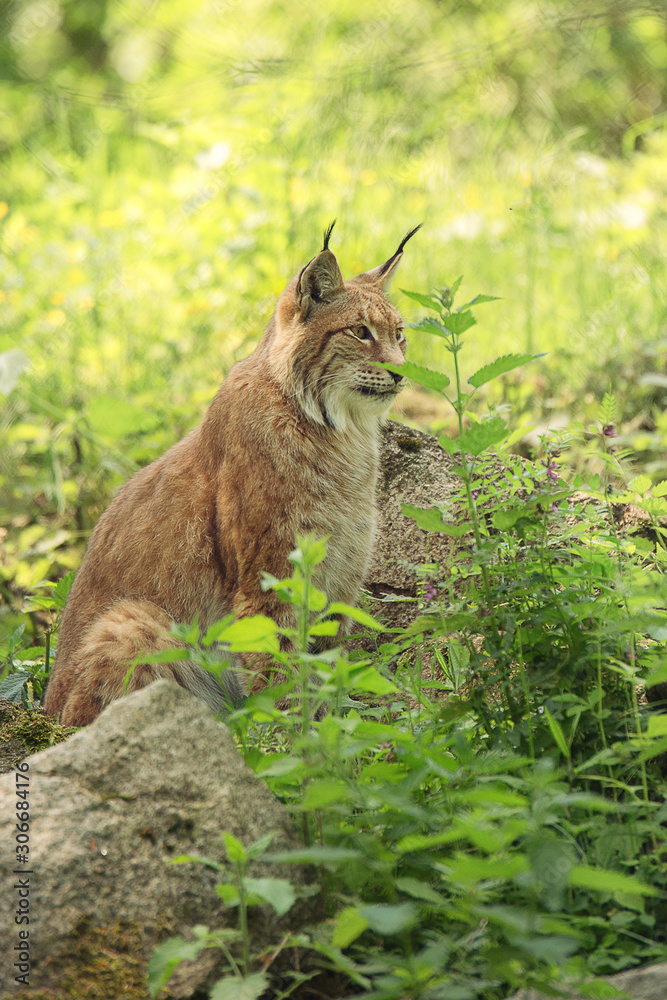 An ordinary lynx sits sideways in the grass on a sunny summer day. Portrait of a lynx on a background of stones, green grass, forest. A resident of the forest. Predator. Eurasian lynx - wild cat