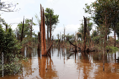 beautiful reflection of trees in the river - Rio Negro, Amazon, Brazil, South America © Christian