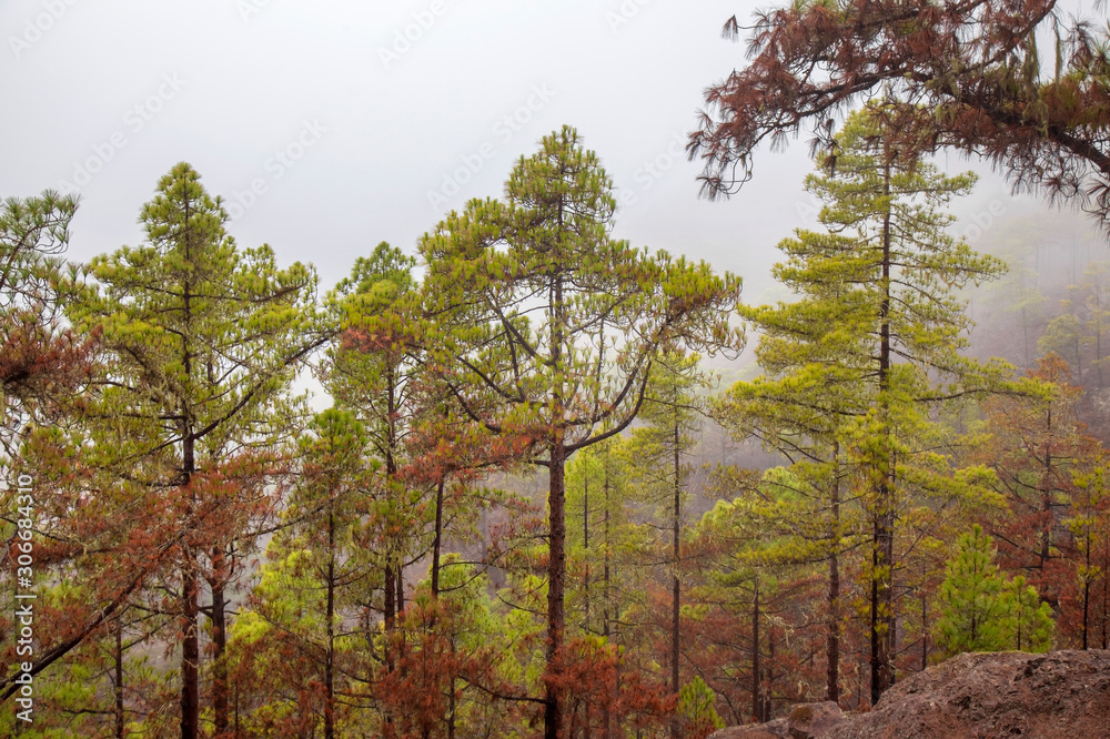 Fototapeta premium Gran Canaria, November