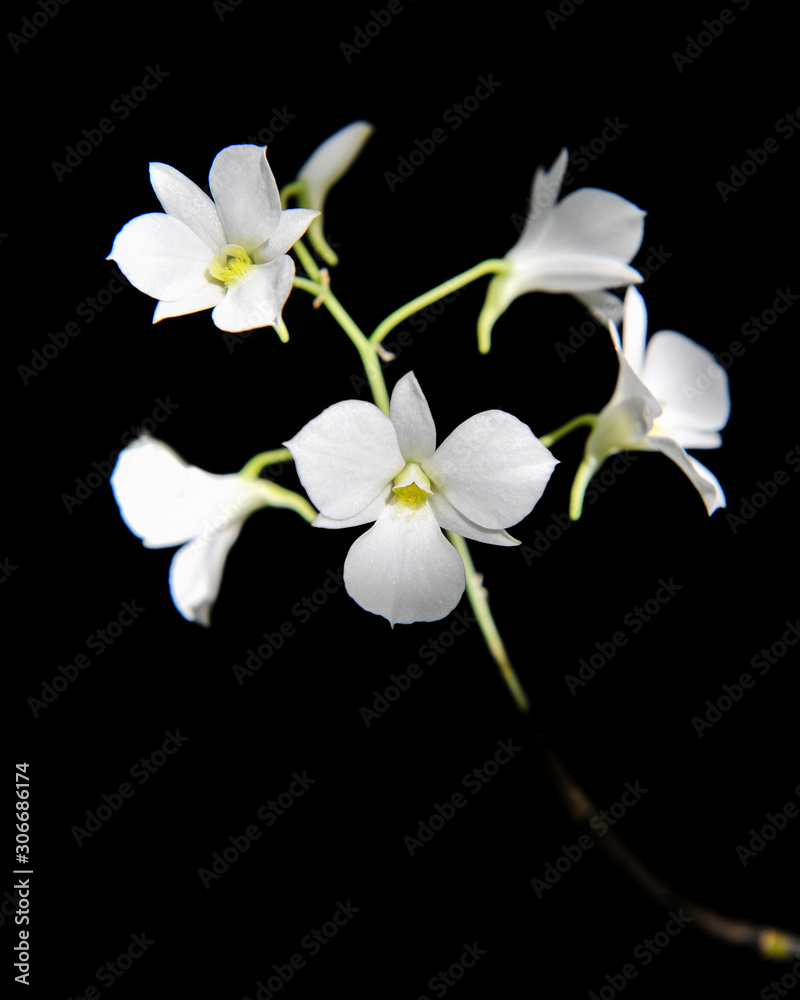 Obraz premium Orchid flowers in the rainforest in Southeast Asia