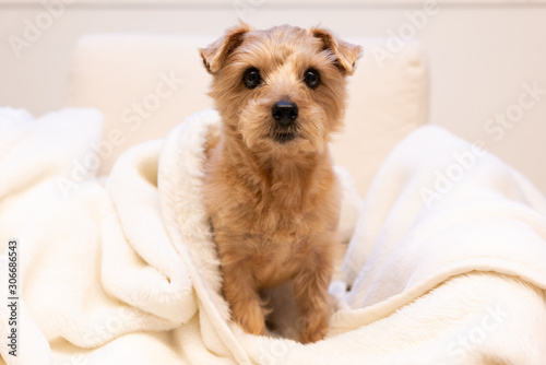 毛布を被ったノーフォークテリア犬
