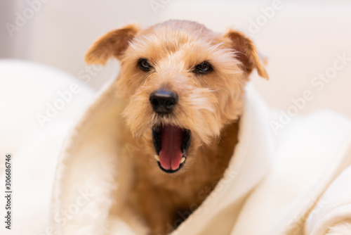 あくびをするノーフォークテリア犬