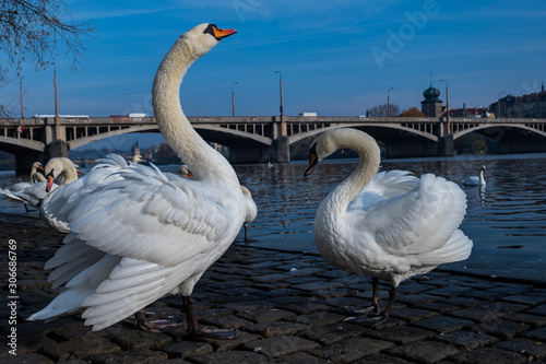 Fototapeta Naklejka Na Ścianę i Meble -  White swans on the Vltava river in Prague, Czech Republic