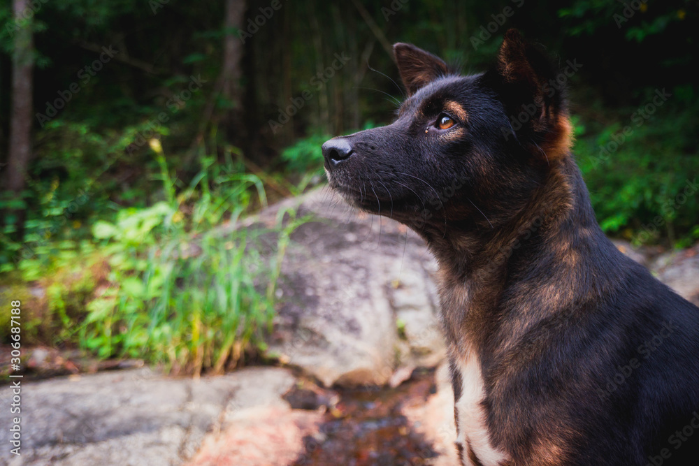 Fototapeta premium dog on grass