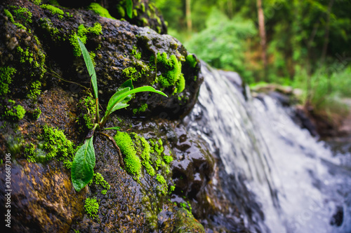 green moss on a stone