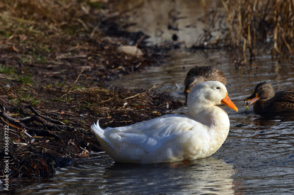 Wild ducks live on a lake in a residential area of Kiev Wild ducks live on a lake in a residential area of Kiev