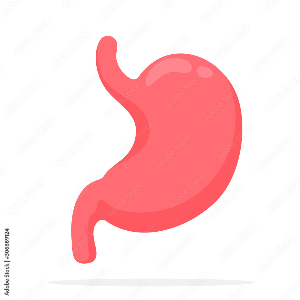 Stomach anatomy Study the function of the digestive system within the human body. Stomach anatomy Study the function of the digestive system within the human body.