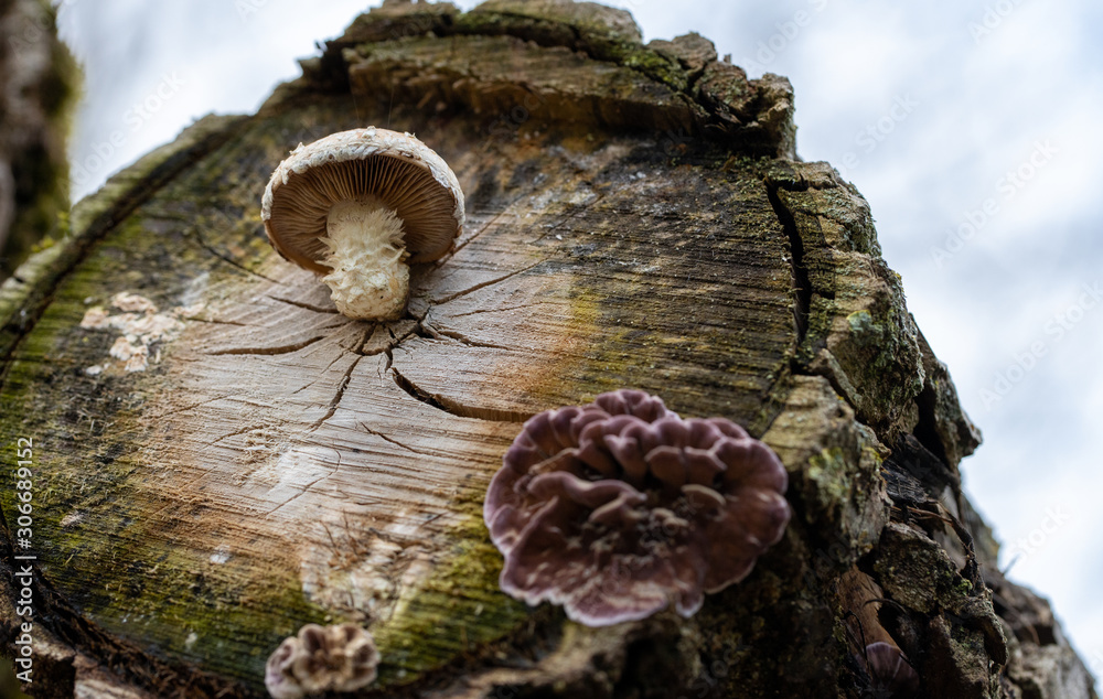 Obraz premium Pilze am Baum