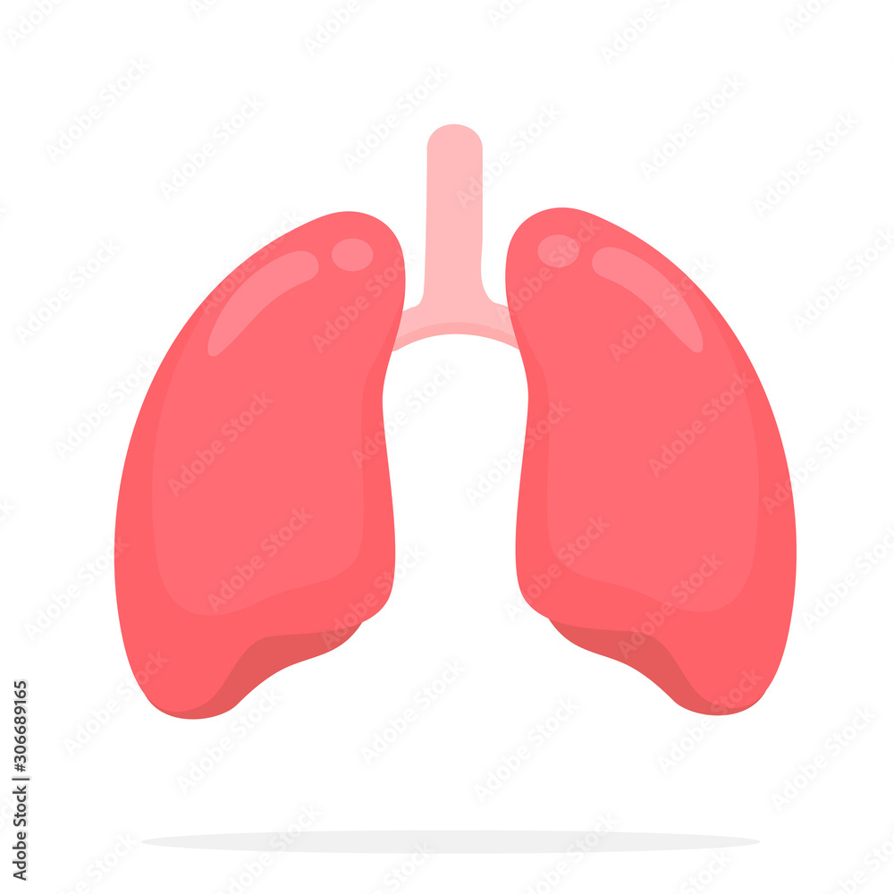 Lung vector. Study the function of the lungs and the respiratory system in the human body. Lung vector. Study the function of the lungs and the respiratory system in the human body.