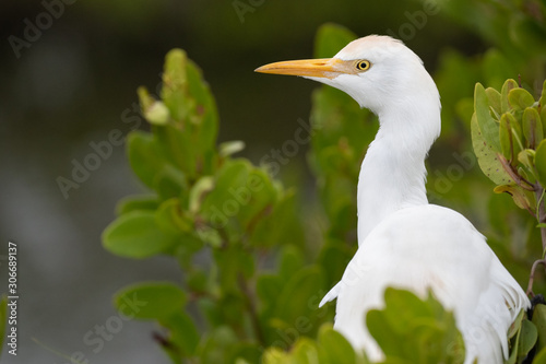 Portrait of a Cattle Egret photo
