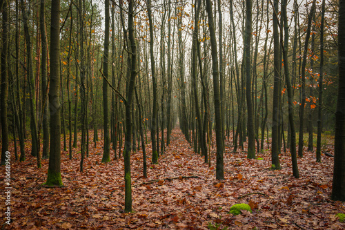 Forest - Thüle