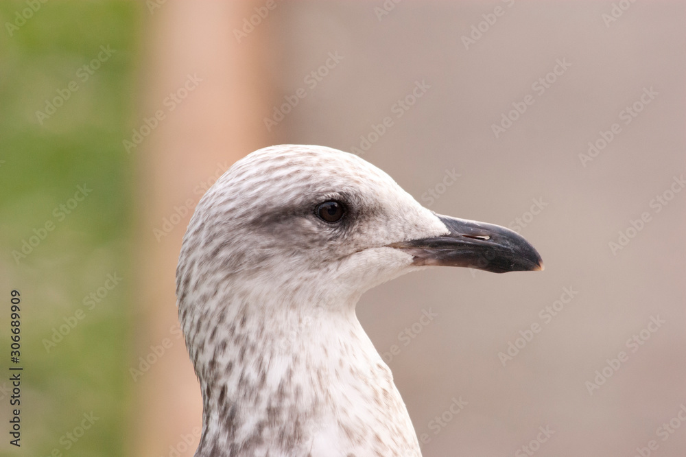 Gaviota Gaviota