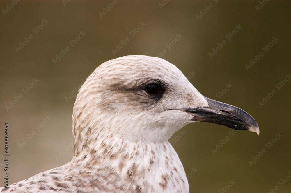 Gaviota Gaviota