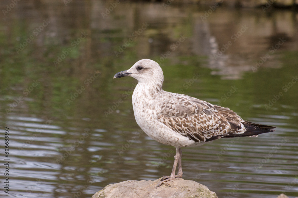Gaviota Gaviota