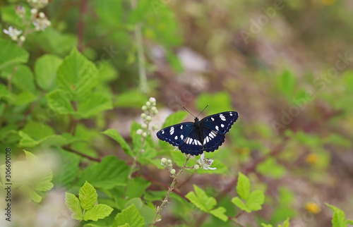 Mediterranean Honeysuckle Butterfly / Southern White Admiral / Limenitis reducta photo