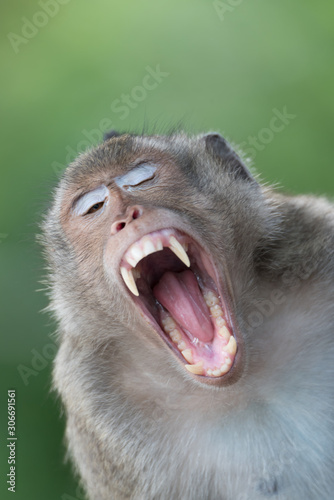 Funny macaque monkey open wide mouth with teeth.