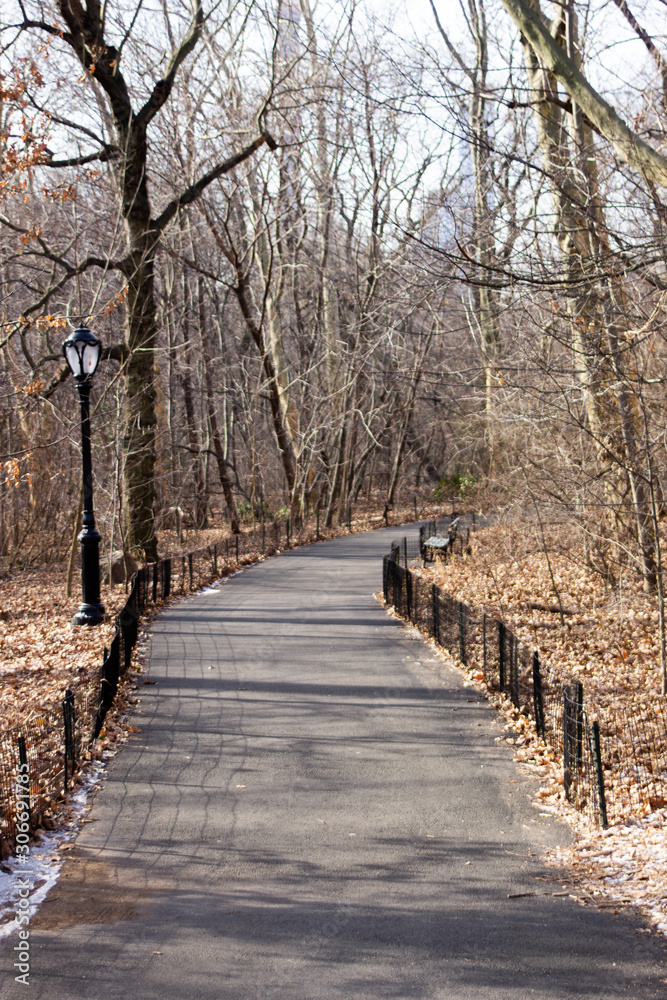 A path in the middle of drought trees at Central Park, New York City A path in the middle of drought trees at Central Park, New York City