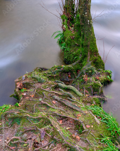 Autumn colours and tree roots with a full flowing river Barle near the Tarr Steps, Exmoor photo