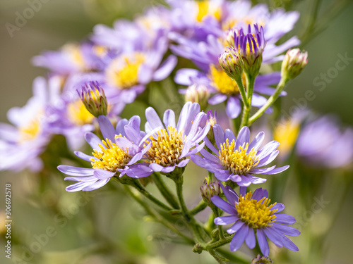 Japanese lautureana asters in bloom 2 photo