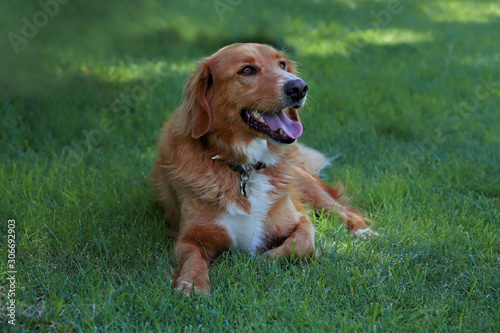 Pet; cute dog in the garden