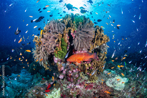 Beautiful tropical coral reef at Thailand's Similan Islands in the Andaman Sea