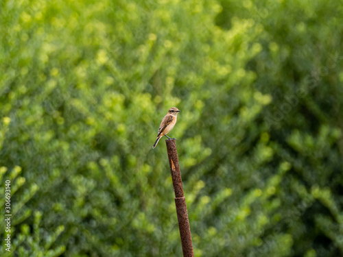 Siberian stonechat perched in a Yokohama farm 2 photo