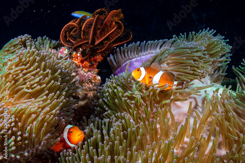 Family of Clownfish on a murky coral reef in Asia