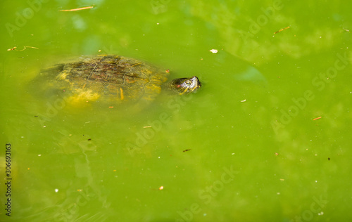 tortoise is swimming in the pond