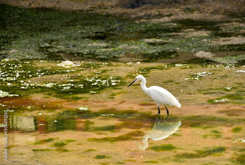 white heron hunting in the pond