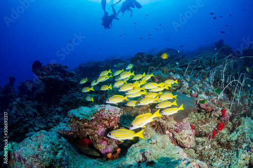 SCUBA Divers on a colorful tropical coral reef in Thailand's Similan Islands