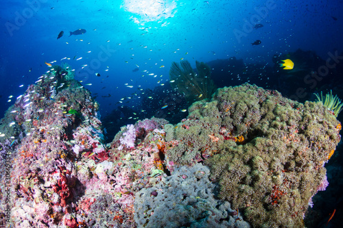Fototapeta Naklejka Na Ścianę i Meble -  Beautiful tropical coral reef at Thailand's Similan Islands in the Andaman Sea
