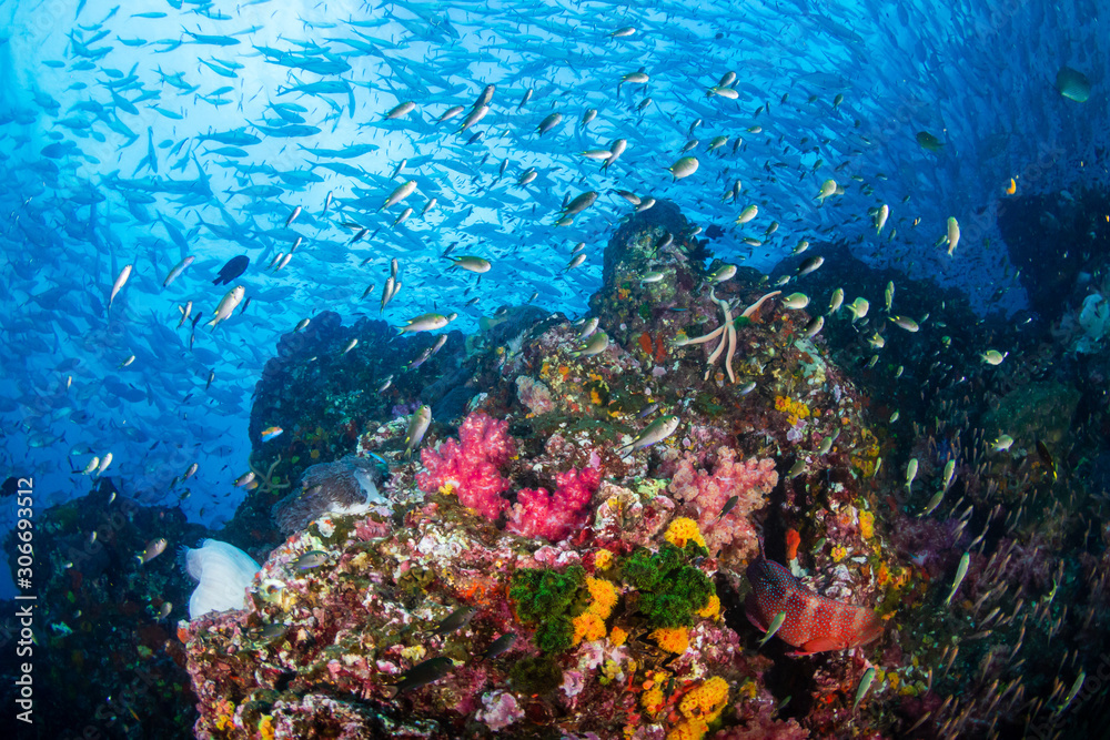 Fototapeta premium Colorful hard and soft corals on the reef at Richelieu Rock, Thailand