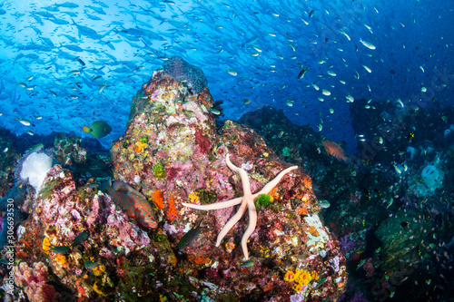 Large Starfish on a colorful tropical coral reef