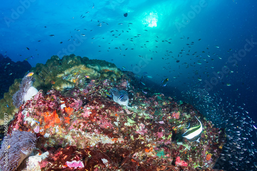 Fototapeta Naklejka Na Ścianę i Meble -  Colorful hard and soft corals on the reef at Richelieu Rock, Thailand