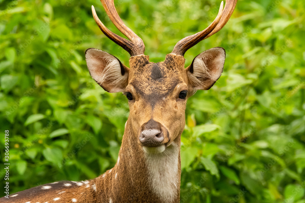 A closeup of Spotted deer face during a wildlife safari inside Nagarhole Tiger reserve