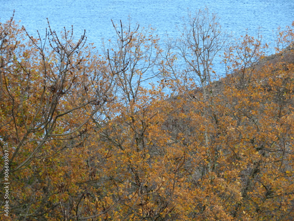 Fototapeta premium Beautiful autumn landscape with variety of colors in the leaf of the trees